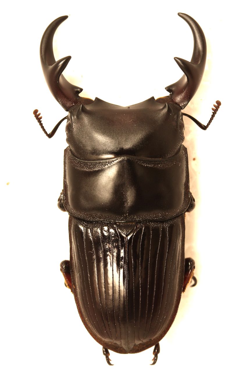 ※大型　スチ−ブンスツヤクワガタ♂野外標本 ブルマイスターツヤクワガタ♂野外標本 - メルカリ