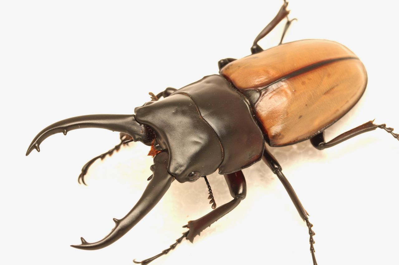 人気，定番 ラフェルトノコギリクワガタ ♂73mm 2♀