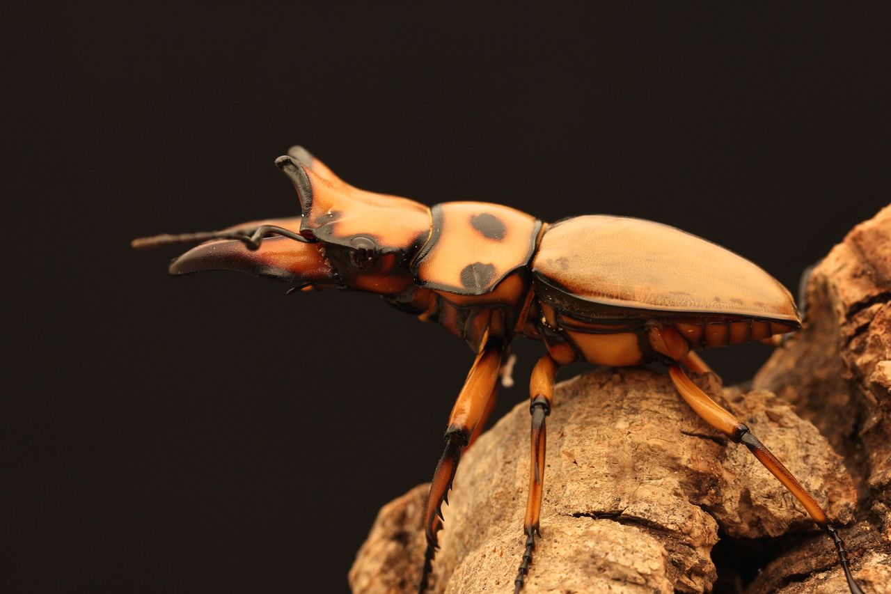 メンガタクワガタ飼育記 : オオカブトの部屋