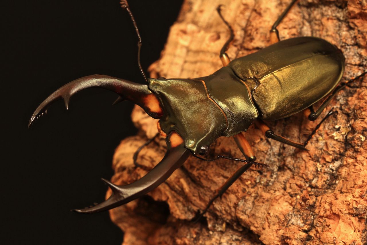 ※　　大型　エラフスホソアカクワガタ♂野外標本 大型 エラフスホソアカクワガタ♂野外標本 良型大型 エラフス