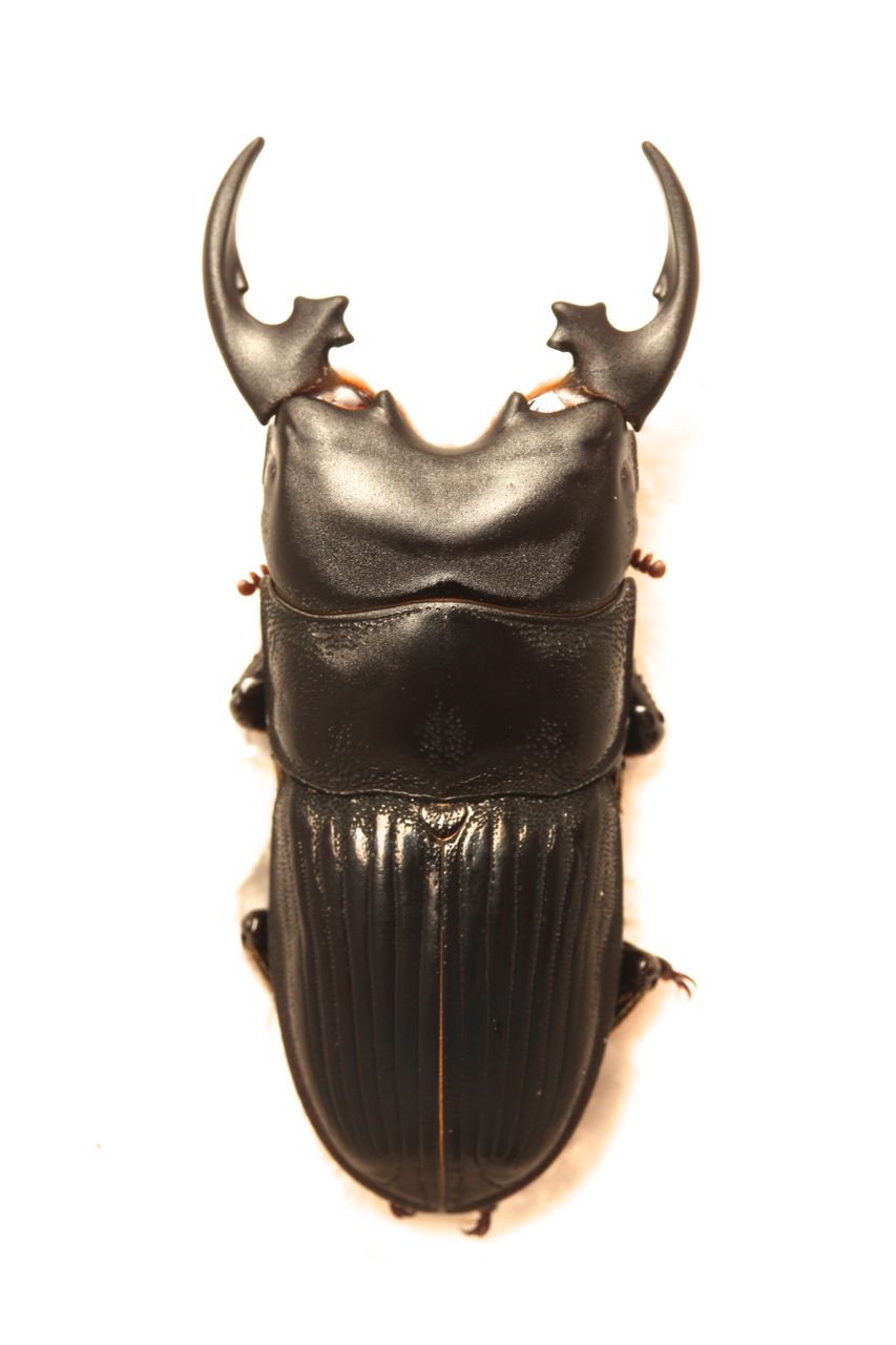 プラティオドンネブト♀2 オマケ使用済♂1 トリオ プラティオドンネブトで再度ネブトクワガタのブリードにチャレンジ