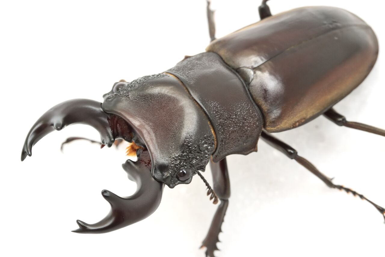 ルマウィノコギリクワガタ 飼育記 : オオカブトの部屋