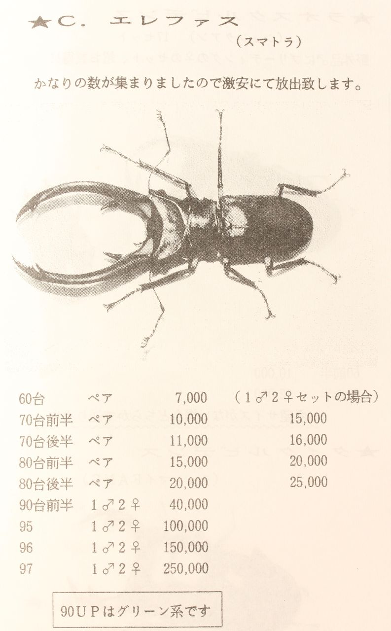 エラフスホソアカクワガタ飼育記 : オオカブトの部屋