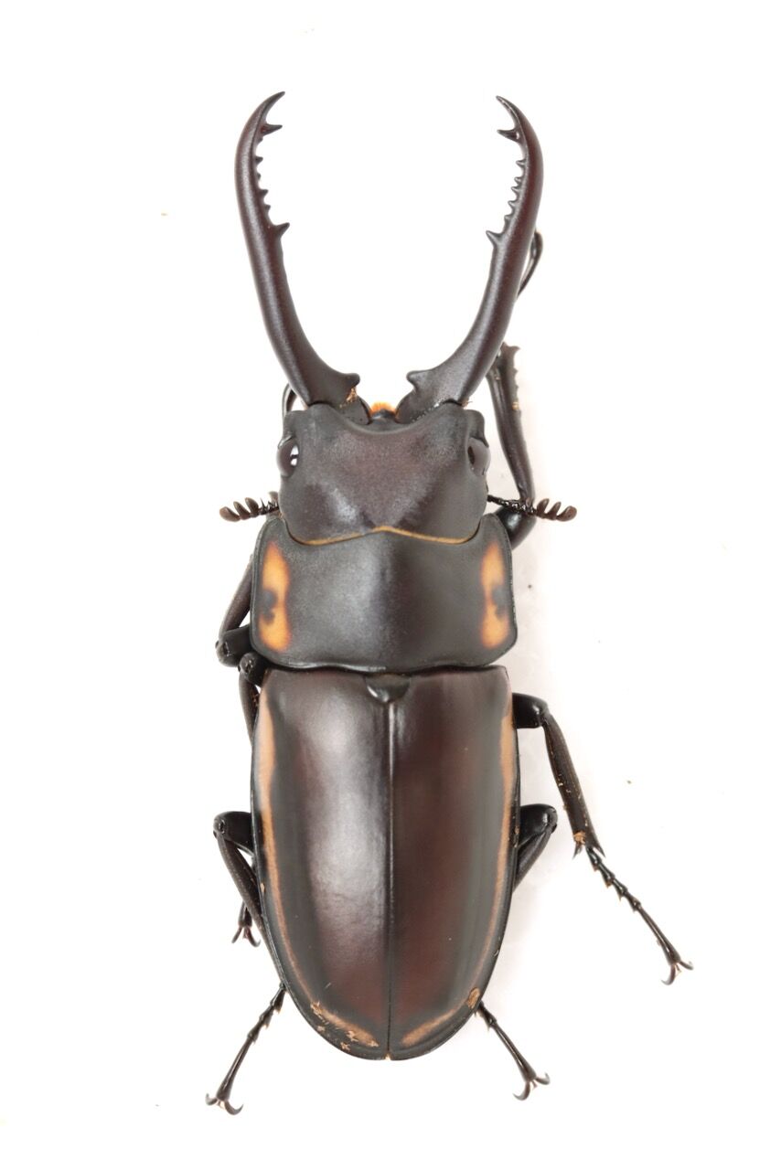 デキピエンスノコギリクワガタ飼育記 : オオカブトの部屋