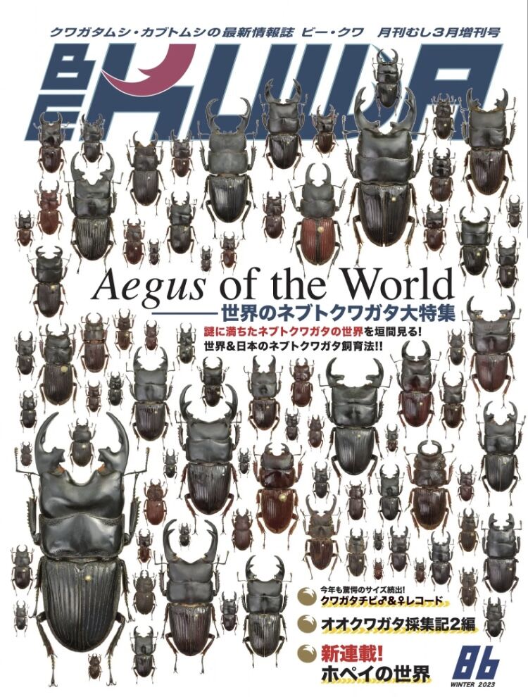 ビークワセット 他 【公式通販】