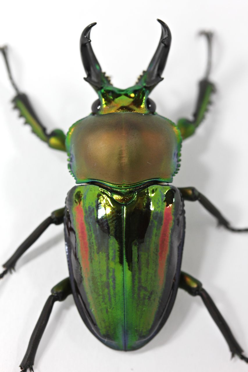 ニジイロクワガタ飼育記(ブルー血統) 3世代目紹介＆アウト1代目途中