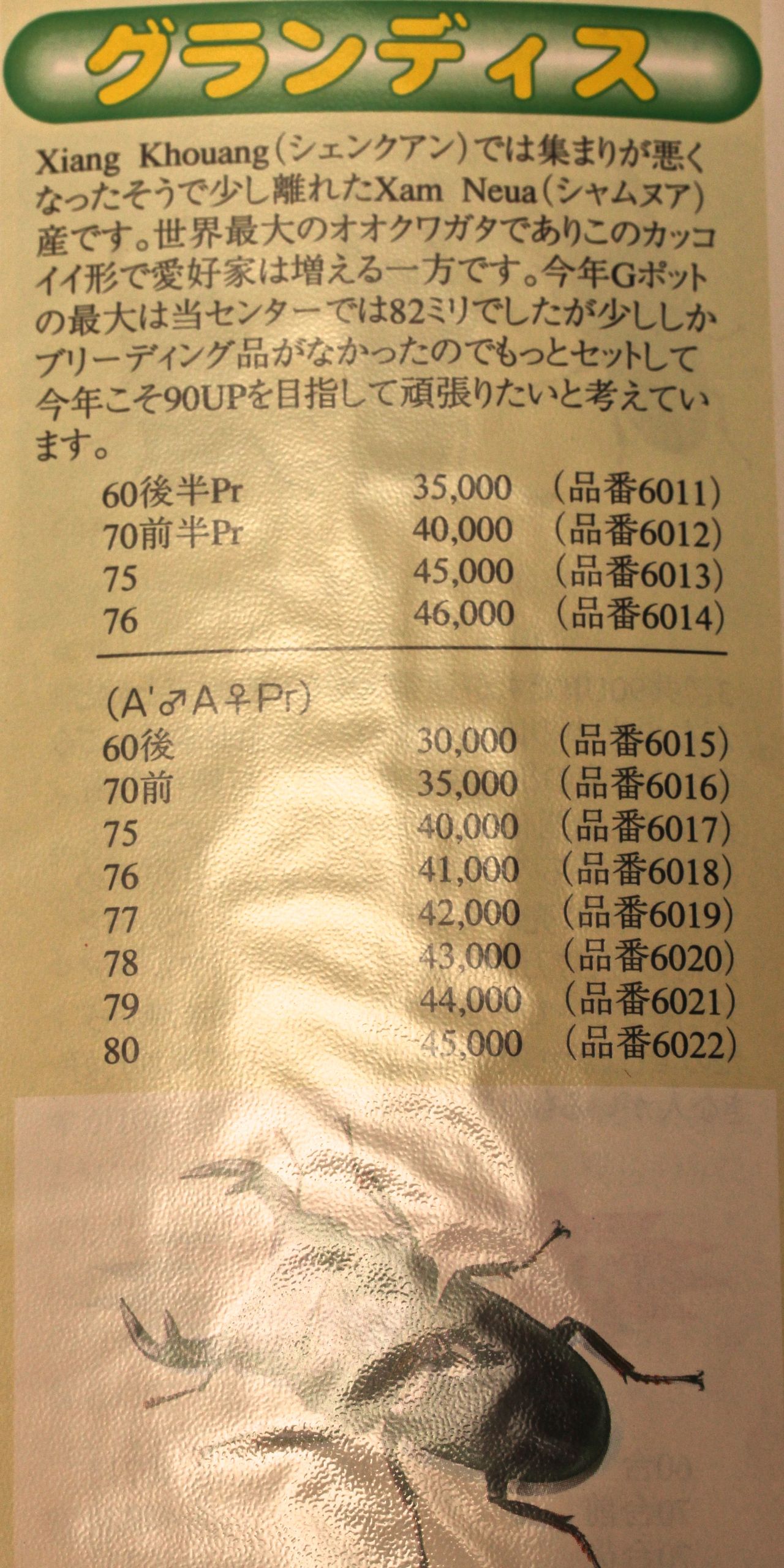 アンテ＋グランディス
