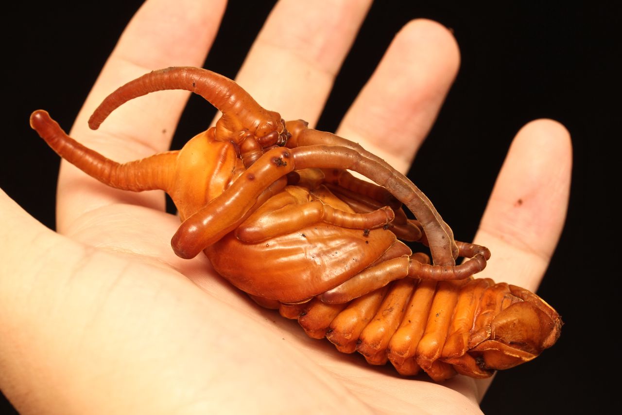 ノコギリタテヅノカブト飼育記(ゴロファ・ポルテリ