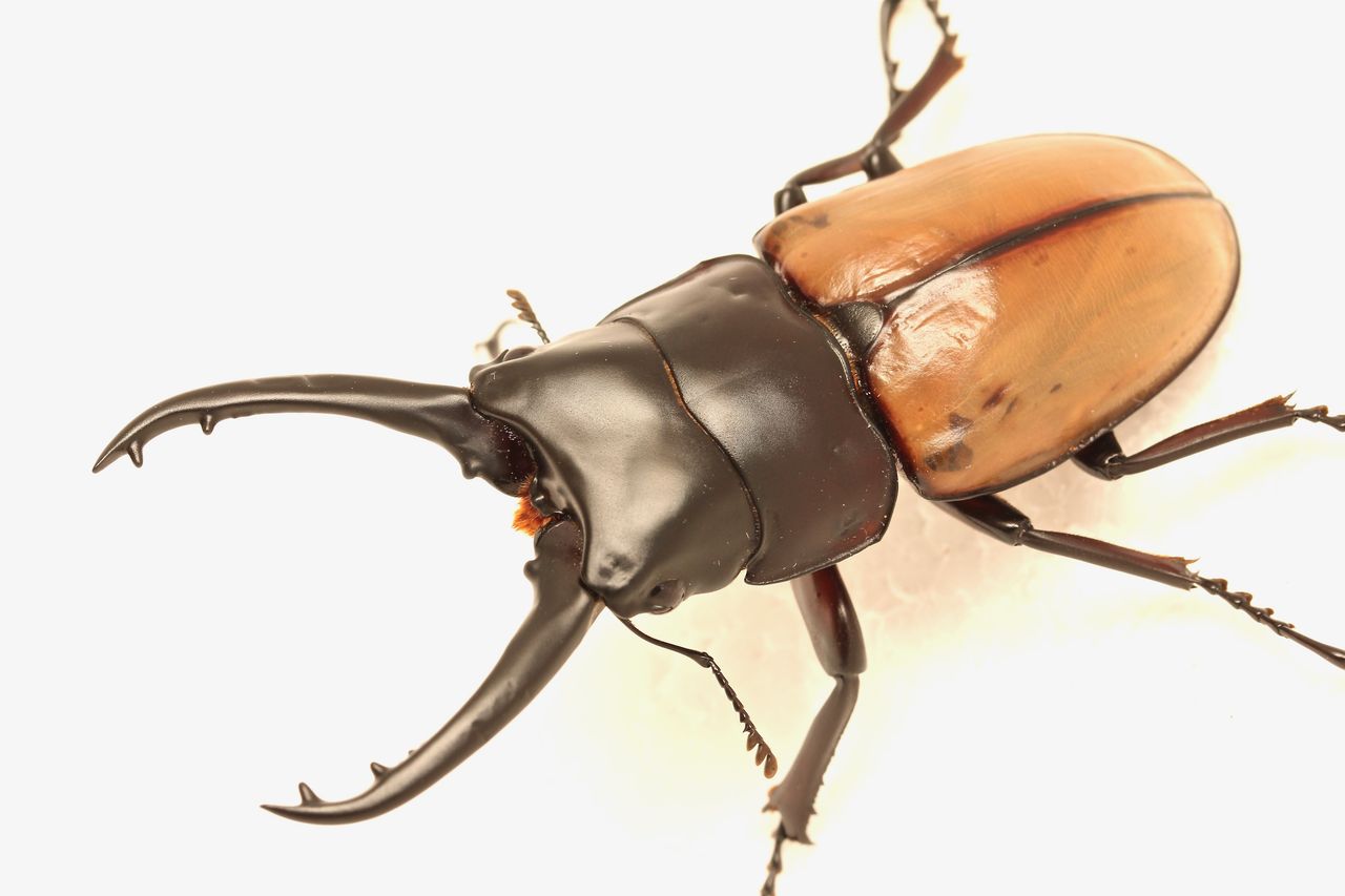 ナカジ　ラフェルトノコギリクワガタ　ハスタートノコギリクワガタ　2匹セット ナカジ様専用 ラフェルトノコギリクワガタ ハスタートノコギリクワガタ