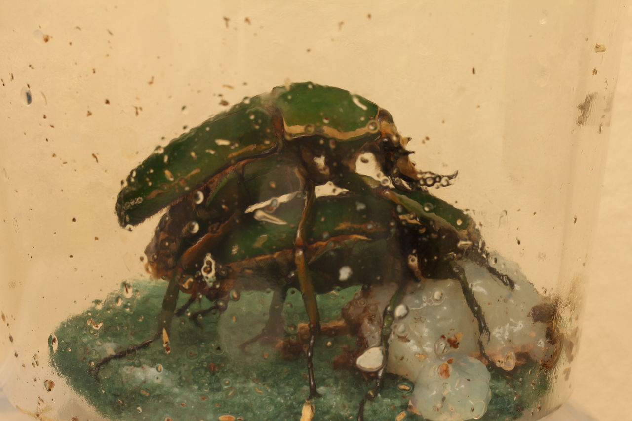 トルクアータオオツノカナブン(インマキュリコリス)飼育記