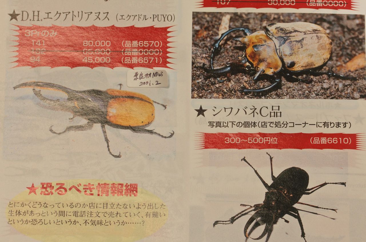 ヘラクレスエクアトリアヌス飼育記 : オオカブトの部屋