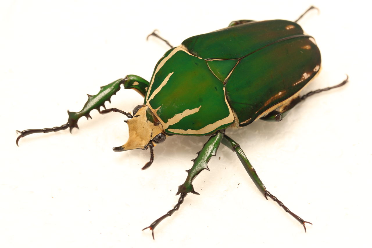 トルクアータオオツノカナブン(インマキュリコリス)飼育記 採卵 孵化