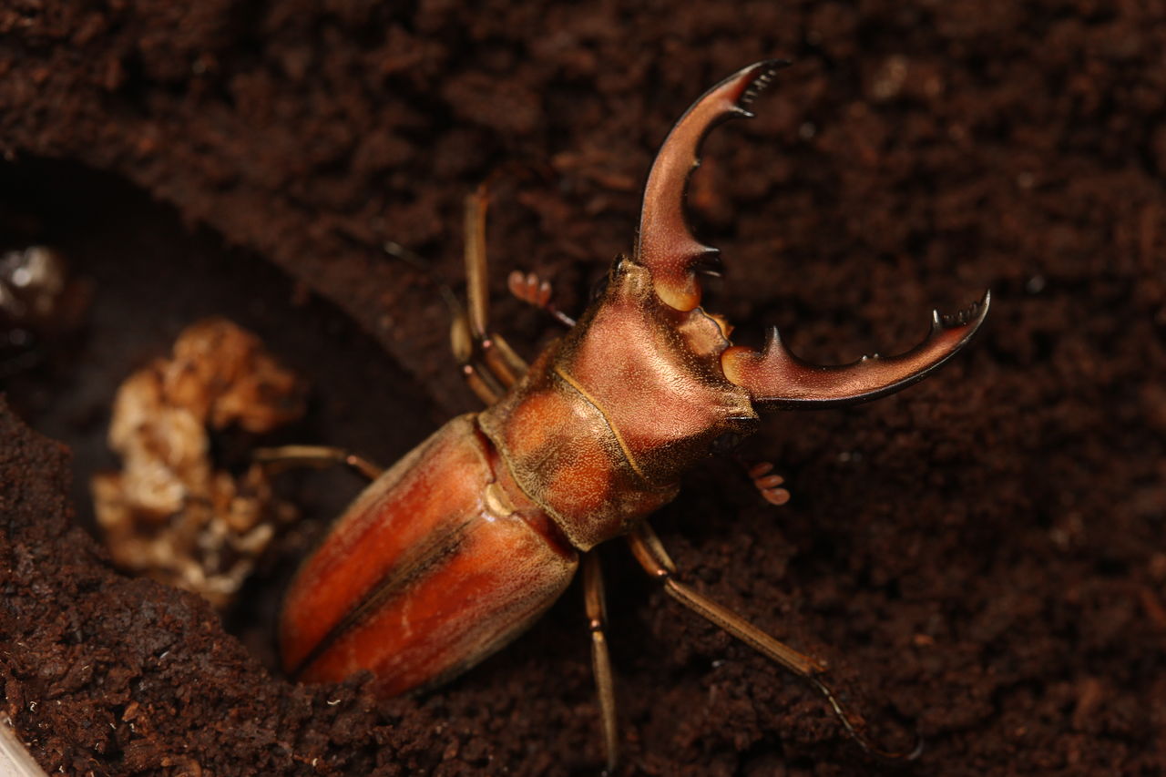 エフラフホソアカクワガタ 使用済みペア+産卵ケースセット