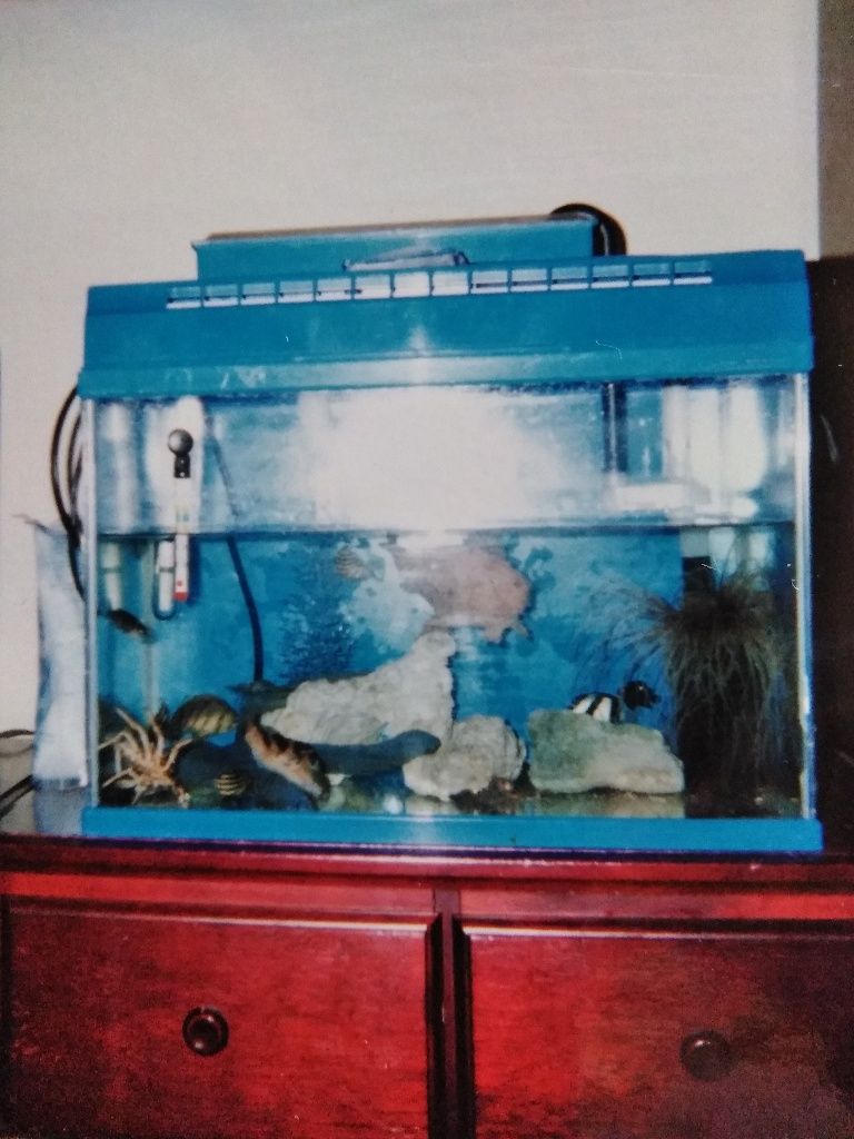 イザリウオ カエルアンコウ の飼育 1994年 Sinchan研究室 イザリウオ カエルアンコウ の飼育 1994年 Sinchan研究室
