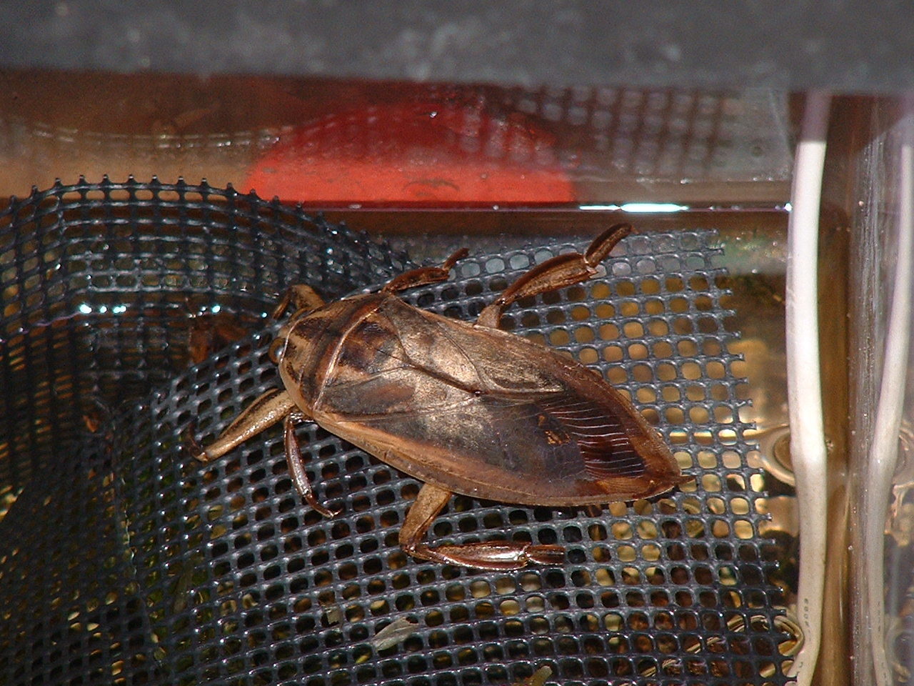 タイワンタガメ メンダ その１ Sinchan研究室