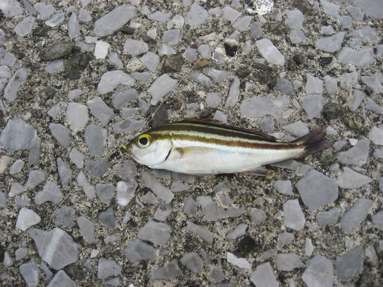 鹿児島湾のアカオビハナダイと小物釣り Sinchan研究室