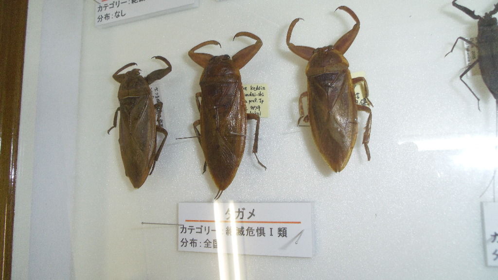 貴重標本】ボリビア産 ナンベイオオタガメ 99mm(口吻先から羽先まで)