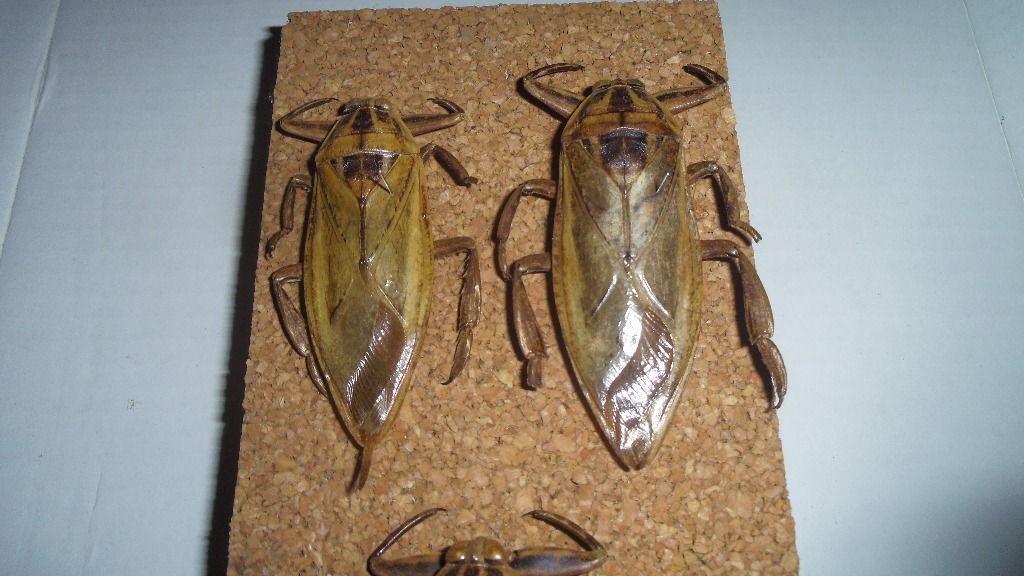 水生昆虫アーカイブ タイワンタガメ メンダ Sinchan研究室