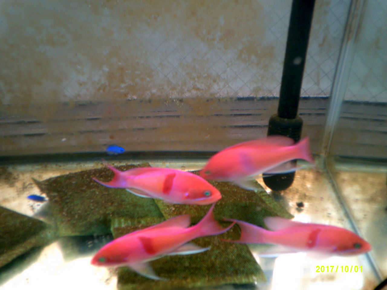 観賞魚 Sinchan研究室 観賞魚 Sinchan研究室