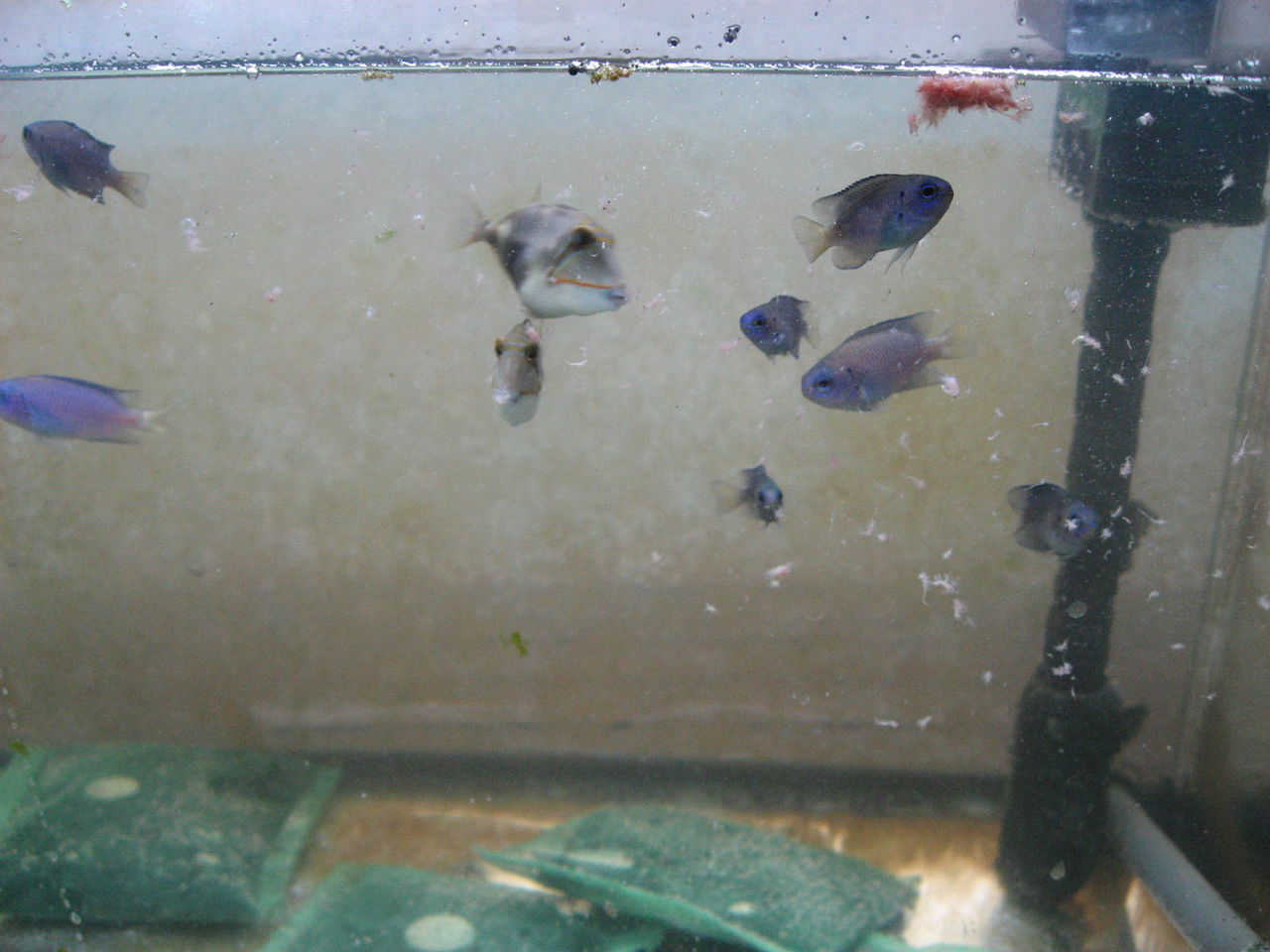 観賞魚 Sinchan研究室 観賞魚 Sinchan研究室