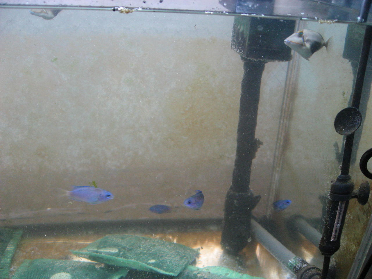 観賞魚 Sinchan研究室 観賞魚 Sinchan研究室