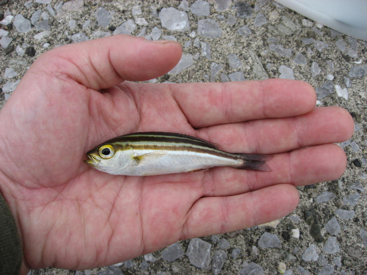 鹿児島湾のアカオビハナダイと小物釣り Sinchan研究室