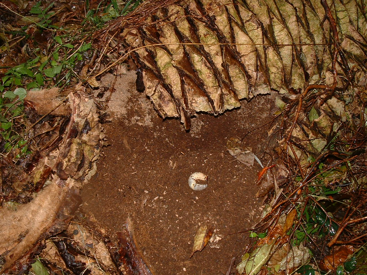 ヤシの朽木をほぐしてカブトムシの幼虫 Sinchan研究室