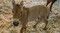絶滅危惧のモウコノウマ、４０年前のＤＮＡでクローン誕生　米