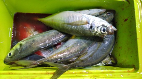 KIMG1698
