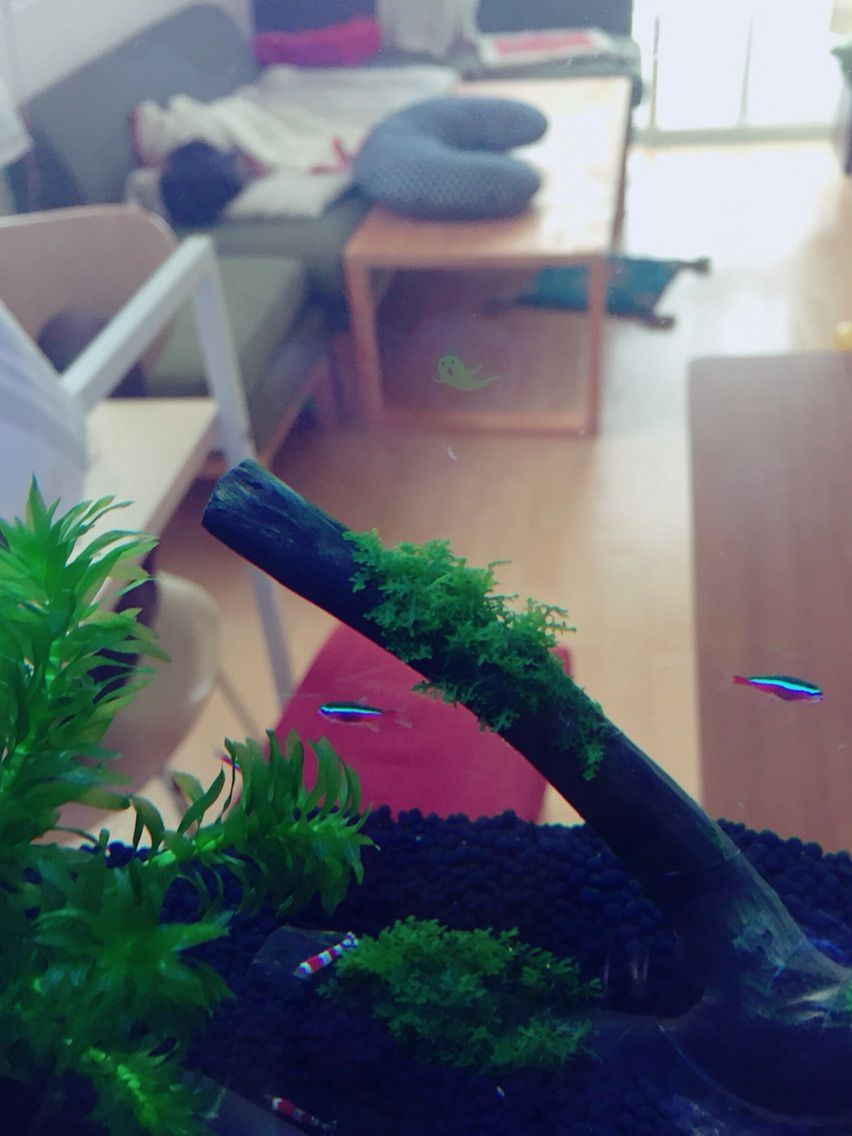 熱帯魚がうちにきました かわいいですが むずかしいです 明日のことは 明日にしましょうよ 熱帯魚がうちにきました かわいいですが むずかしいです 明日のことは 明日にしましょうよ