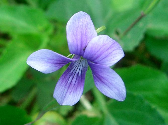 リュウキュウコスミレ 沖縄熱帯果樹コーラル