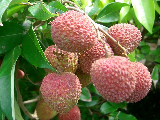 ライチ(沖縄名レイシ) : 沖縄熱帯果樹コーラル