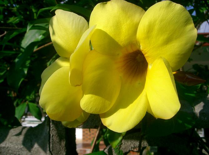 オオバナアリアケカズラ 沖縄熱帯果樹コーラル