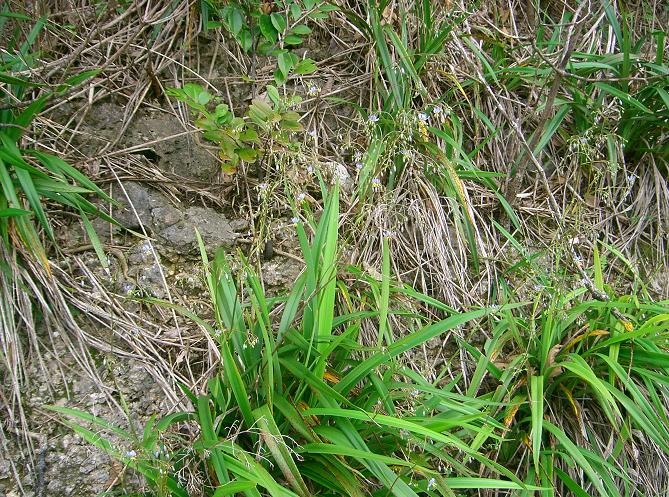 キキョウラン 沖縄熱帯果樹コーラル