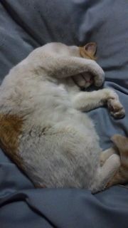 koji