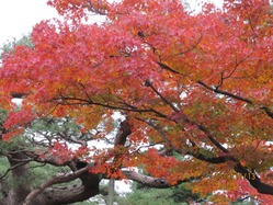 紅葉 兼六園
