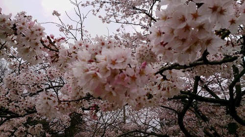 2015�����飲