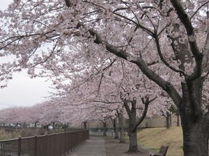 sakura