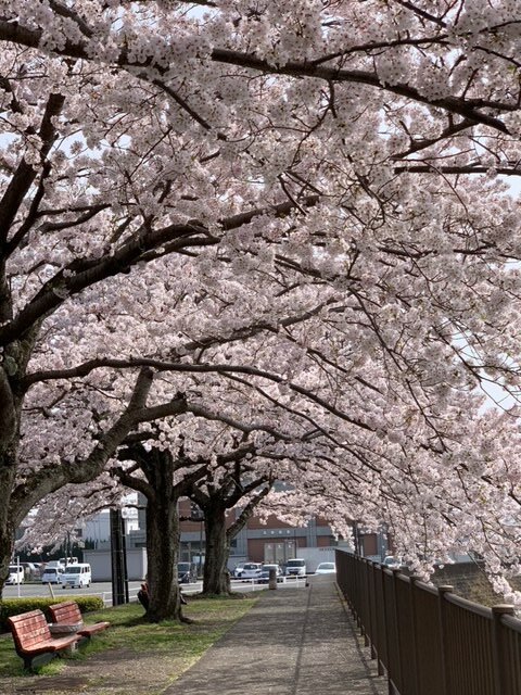 sakura1
