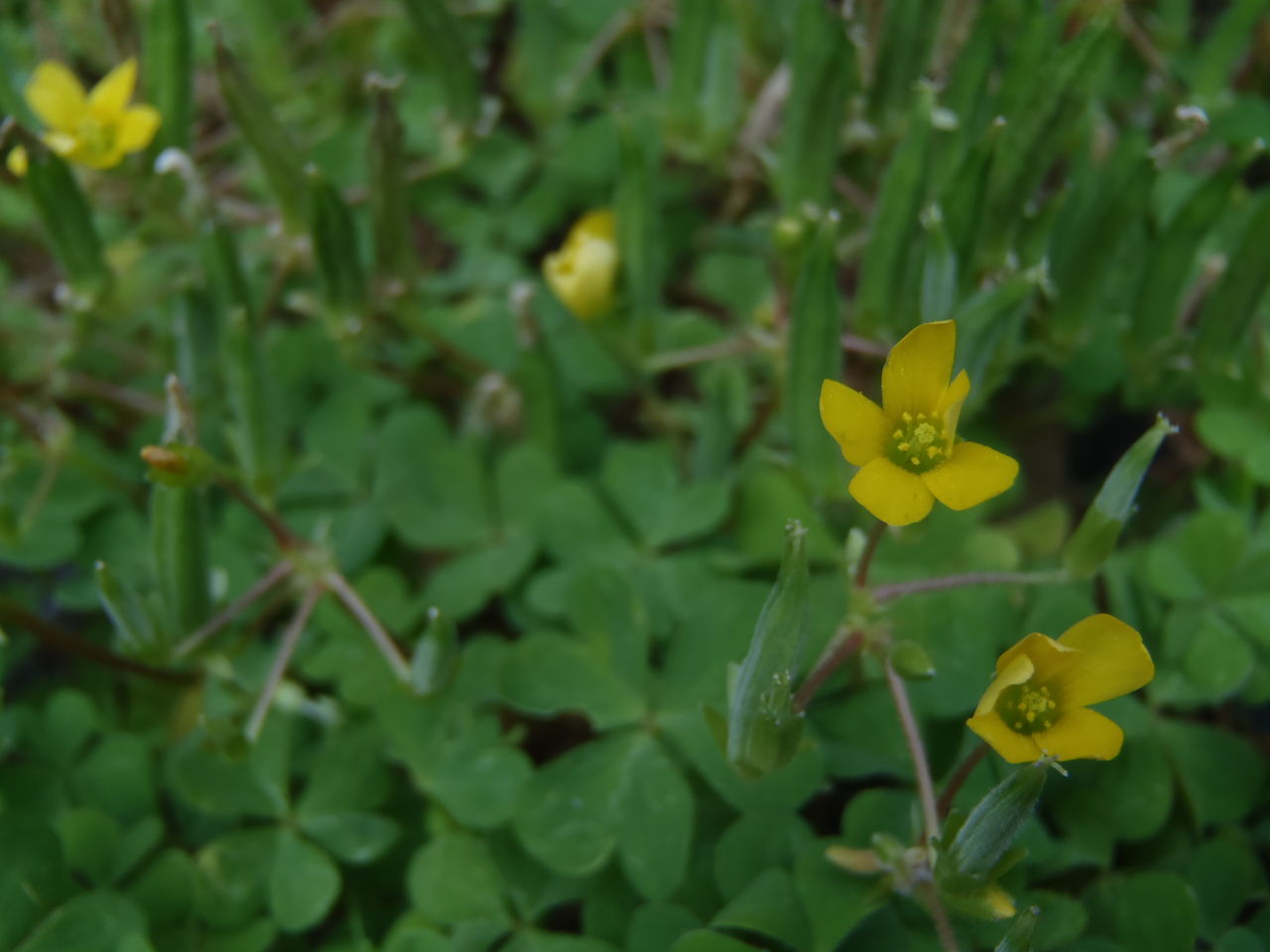 愛すべき雑草たち カタバミ 庭や 六点の腹六分目