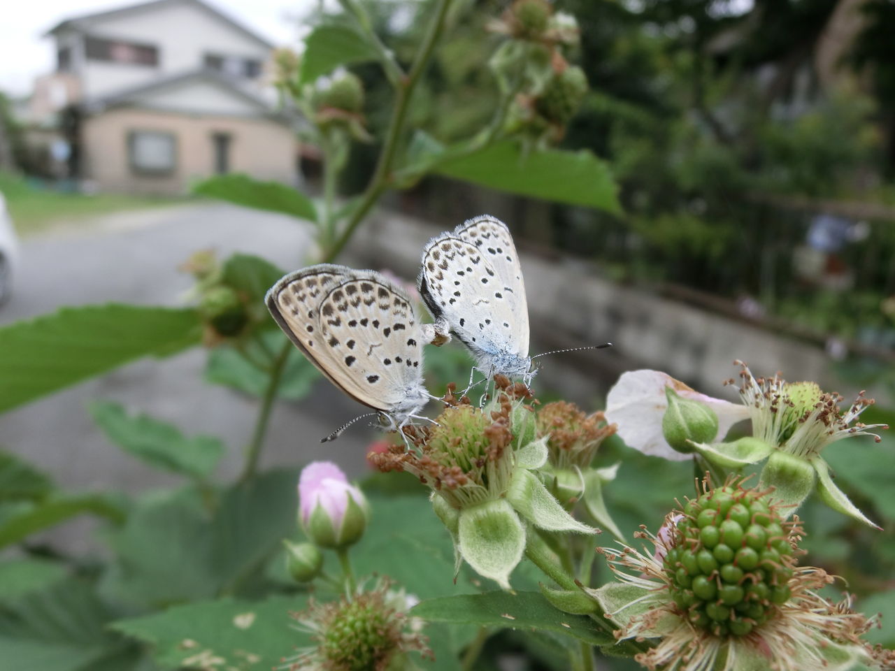 シジミチョウ