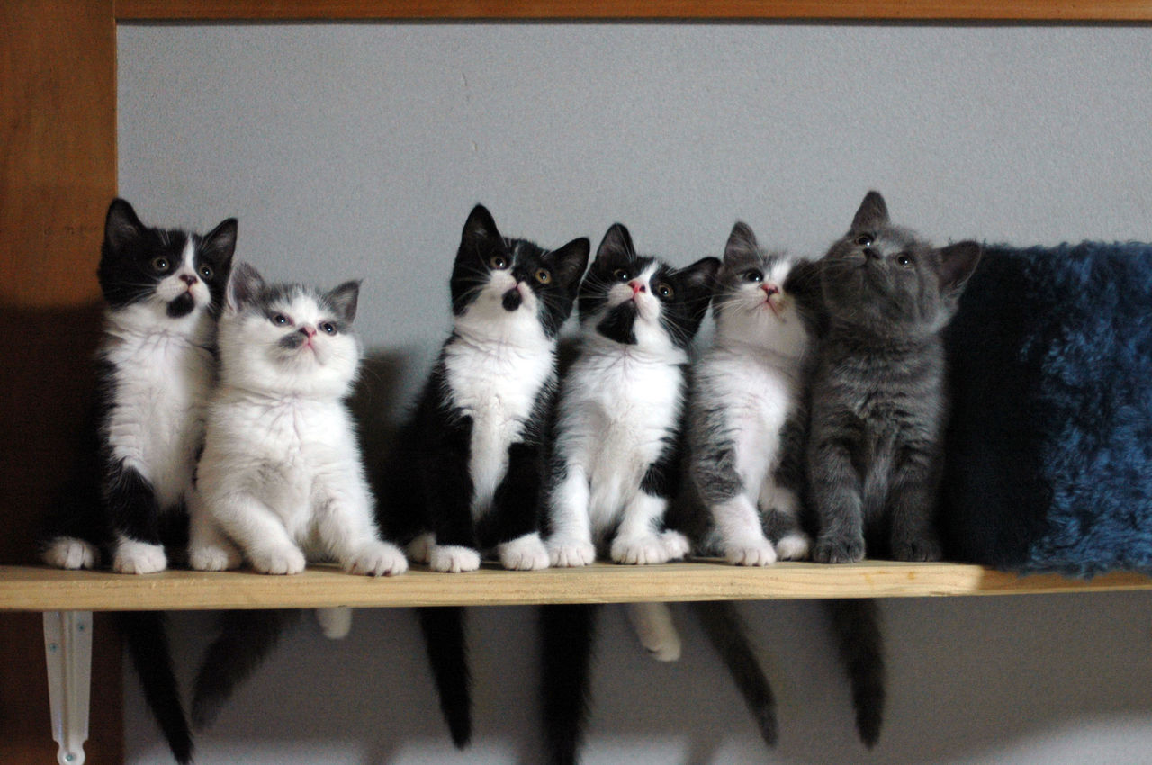 かわいい子猫6人組 八割れ猫倶楽部