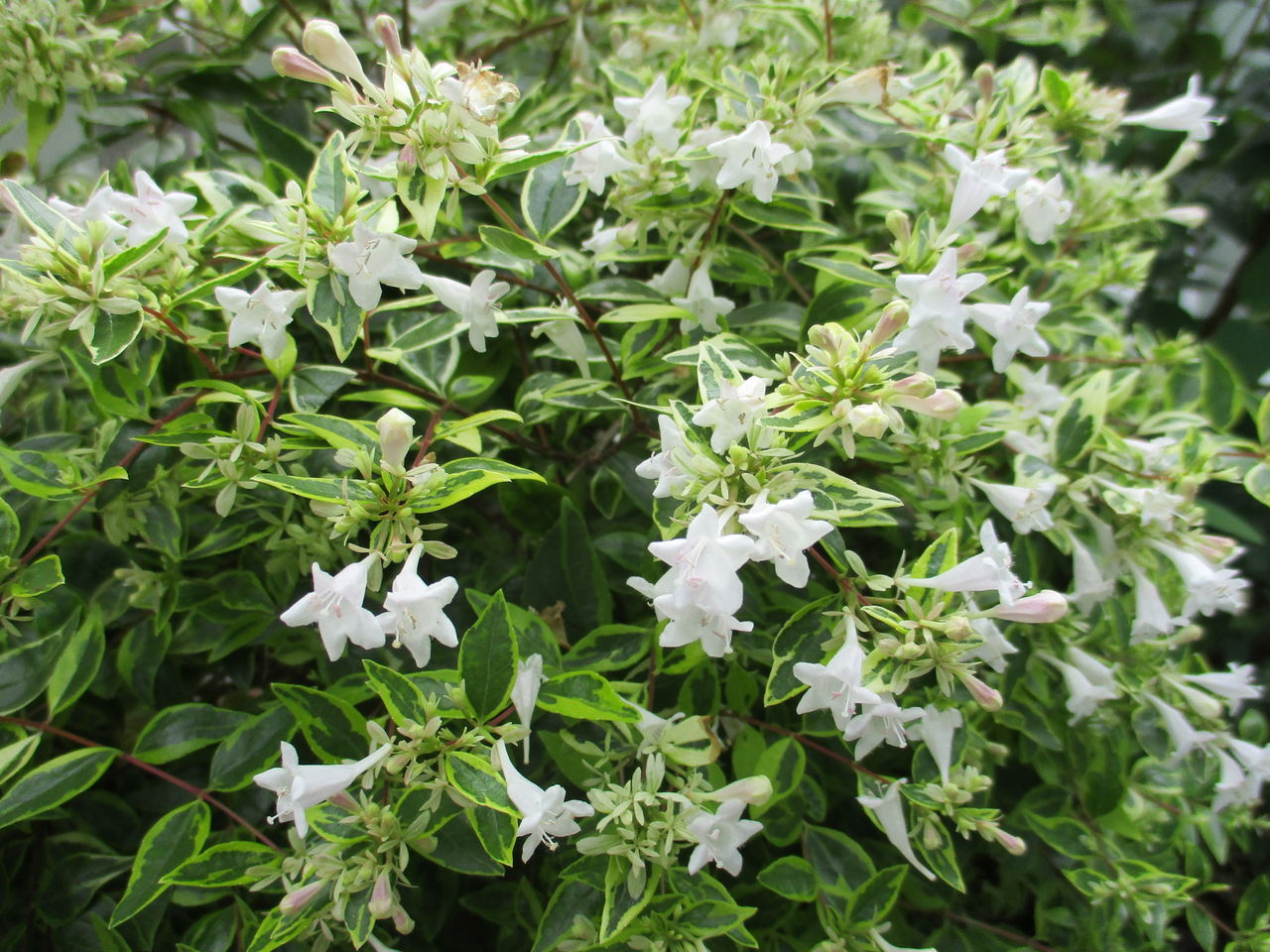 歌うuncle Kの部屋の扉 小さな庭のアベリア ホープレイズの白く可愛い小さな花がたくさん咲きました