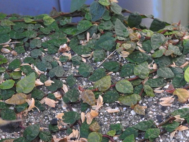 自宅の庭木 2 オオイタビ フィカス プミラ 13 12 Sinichi245のblog