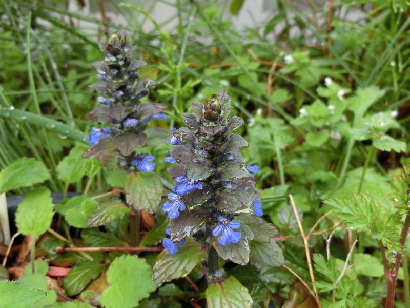 16春 初夏花 自宅近辺 ７ 花壇の花 2 ミヤコワスレなど宿根草 Sinichi245のblog