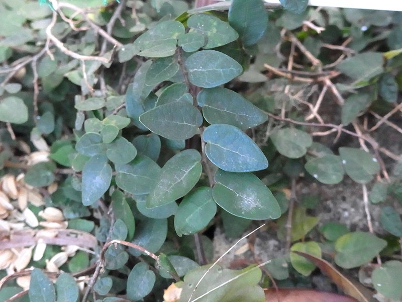 自宅の庭木 2 オオイタビ フィカス プミラ 13 12 Sinichi245のblog