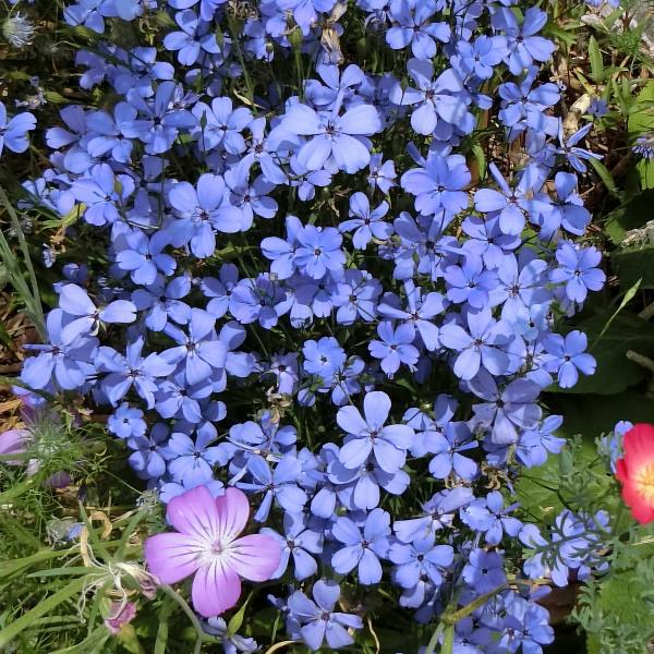 16春 初夏花 自宅近辺 19 花壇の花 6 ゴテチアなど Sinichi245のblog