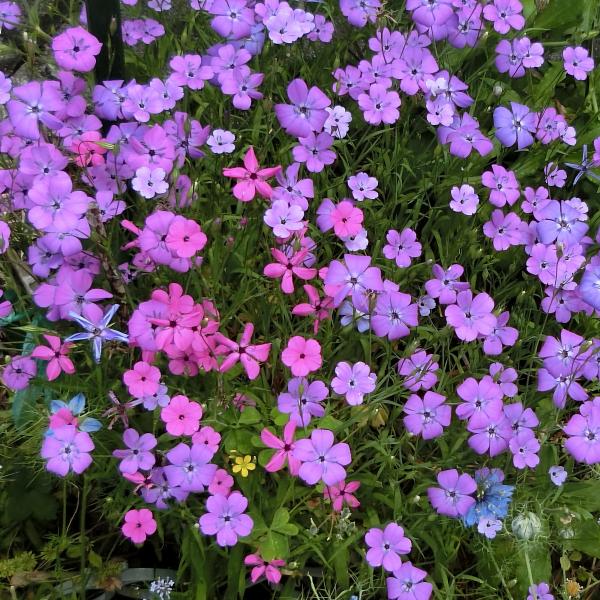 16春 初夏花 自宅近辺 19 花壇の花 6 ゴテチアなど Sinichi245のblog