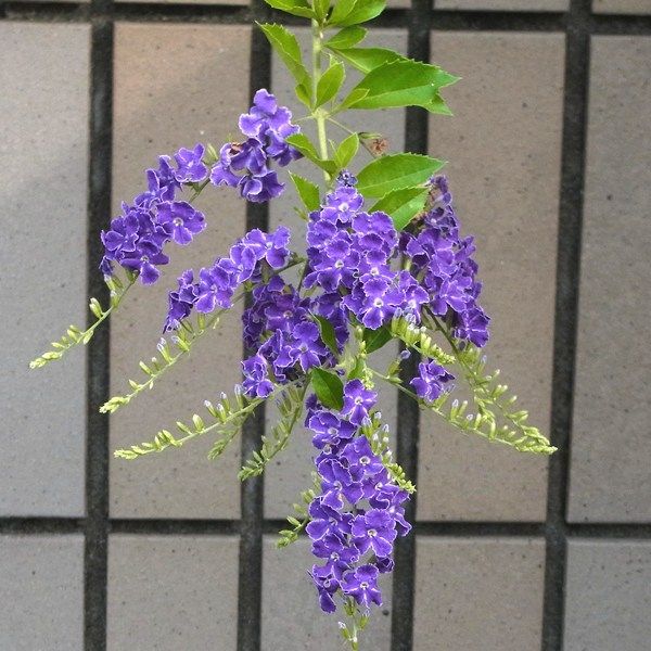 自宅の草花13 28 夏の花 15 デュランタ Sinichi245のblog