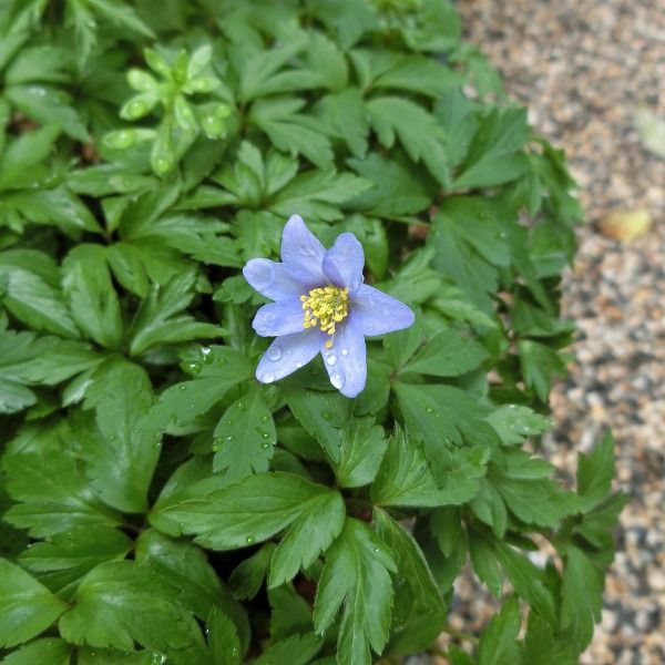 16春 初夏花 自宅近辺 ７ 花壇の花 2 ミヤコワスレなど宿根草 Sinichi245のblog